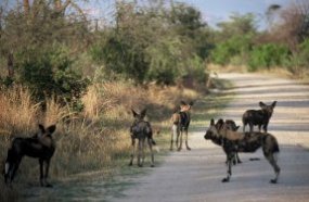 Greg Rasmussen fits an African painted dog with a radio collar and takes a blood sample to check for disease.