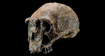 homo erectus jaw