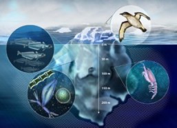 Icebergs support thriving communities of living organisms above and below the water’s surface.