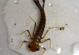 Scientists inserted predators like this damselfly larvae into some ecosystems. It fed on tiny animals living in the water of a bromeliad. Credit: Edd Hammill, UBC