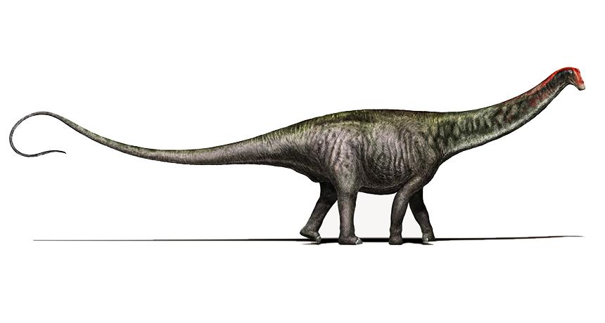 Brontosaruous There really was a Brontosaurus, study claims