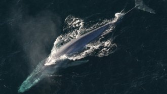 blue whale