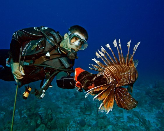 Lad Akins carefully grasps a football-sized lionfish. Its spines can release a very painful venom. Credit: Ned DeLoach