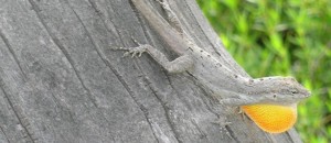 Lizard