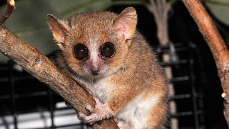 gray mouse lemur