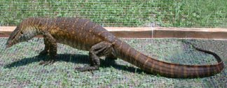 A Nile monitor in a cage in Todd Campbell's backyard.