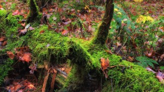 mossy log