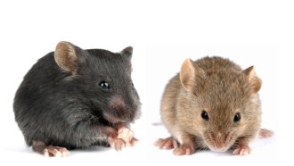 mouse strains
