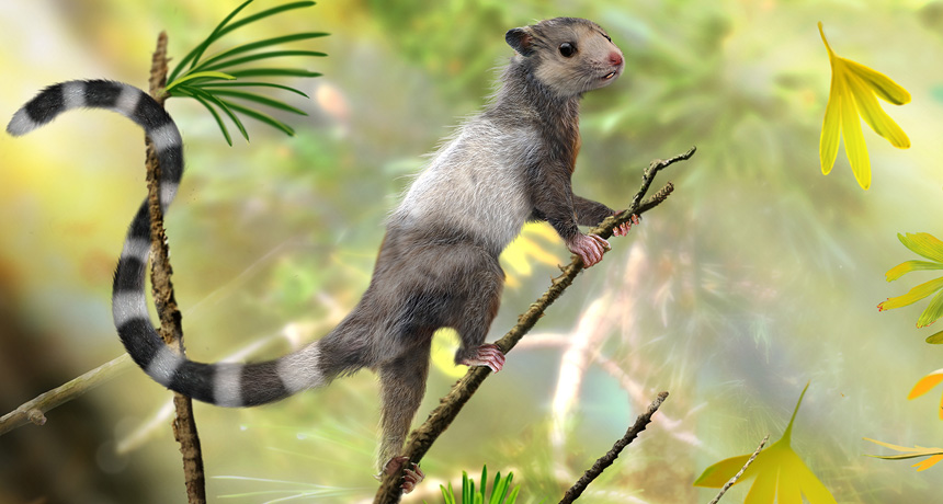 Early dino-era start for modern mammals