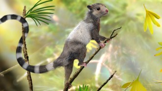 illustration of now-extinct haramiyids