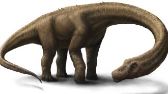 drawing of Dreadnoughtus schrani