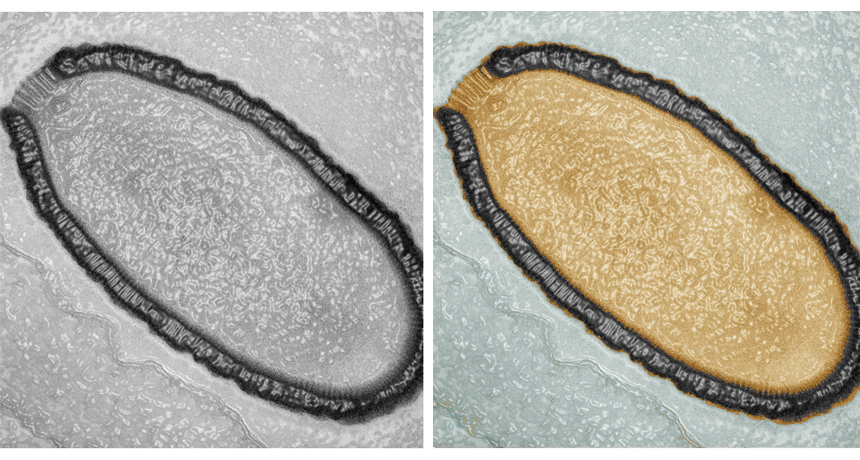 Return of the giant zombie virus