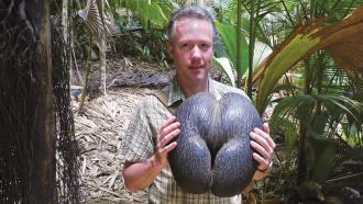 A traveler shows off a massive coco-de-mer nut. This palm seed’s shape isn’t obvious until an outer green husk is stripped off.