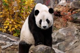 Giant Panda