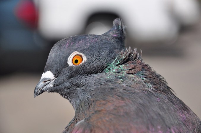 This Indian fantail, one of 350 breeds of rock pigeons, has a tuft of feathers called a peak crest. Scientists recently pinpointed the gene mutation responsible for this feather formation. Credit: Michael Shapiro