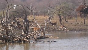 Ranthambore National Park in India.