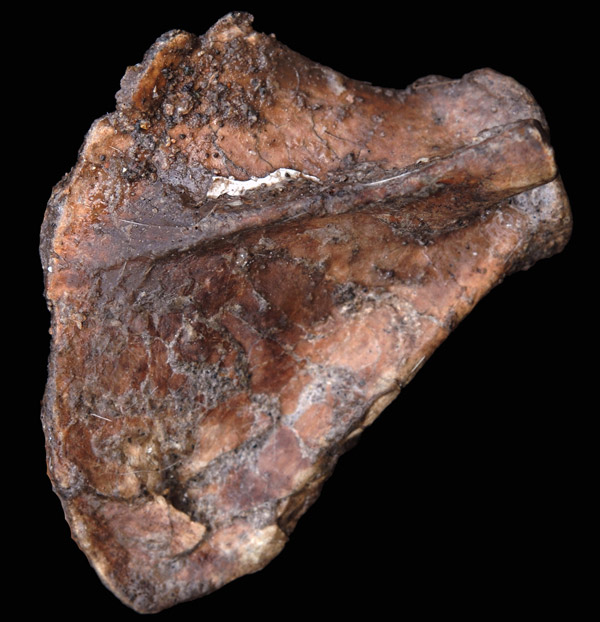 Shoulder bones fuel debate