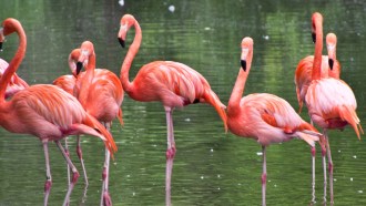 flamingos