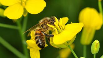 Two new studies renew questions about the effects of popular pesticides on the honeybee (shown here on an oilseed flower) and other wild pollinators.