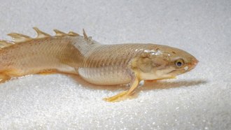 Senegal bichirs fish