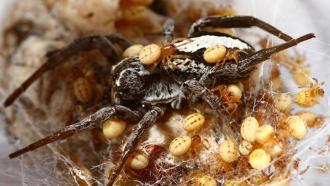 Kids do the darnedest things: Tiny yellow spiderlings (shown close up) crowd over their gray mother. Eventually, the young spiders will eat her.