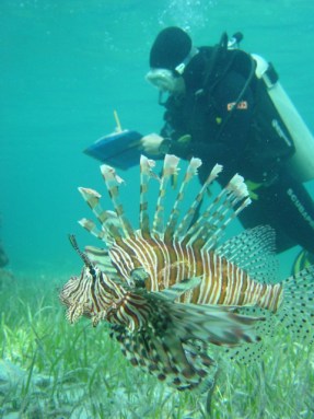 During a dive, Stephanie Green takes notes on the lionfish invading U.S. waters. Credit: REEF