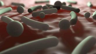 Vitamin B12 can lead normal skin bacteria called Propionibacterium acnes (shown in this illustration) to pump out zits-producing chemicals.