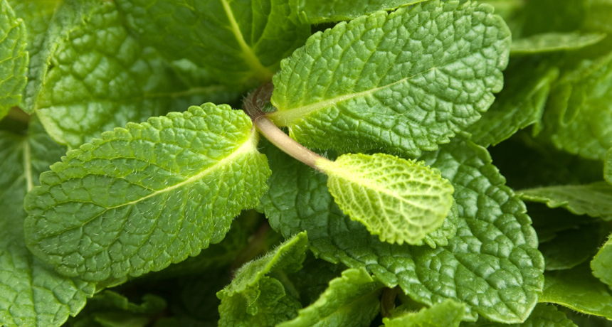 all kinds of tobacco FDA Regulation of Tobacco Products all kinds of tobacco FDA Regulation of Tobacco Products