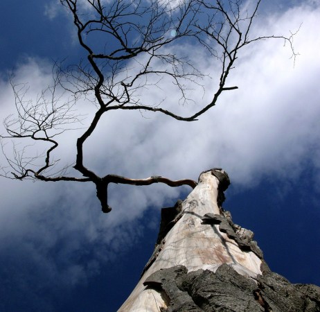 A dead beech tree in Scotland. The majority of the world’s trees, including this type, would be pushed close to the point of death in a serious drought, a new study reports. Credit: Dr. Hervé Cochard (INRA, Clermont-Ferrand, France)
