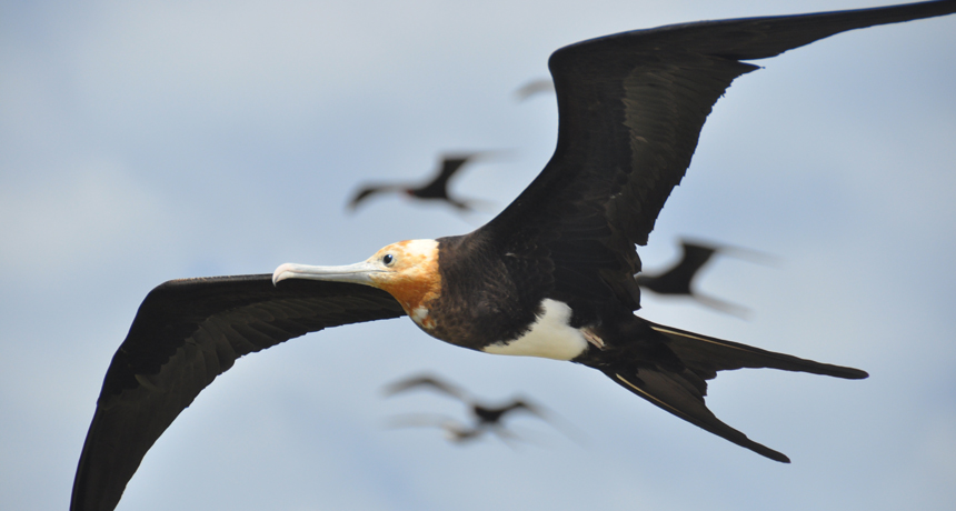 frigate bird