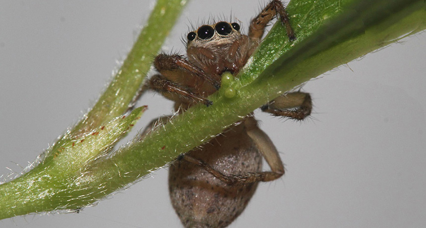 female jumping spider