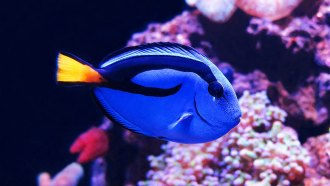 blue tang
