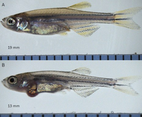 zebrafish