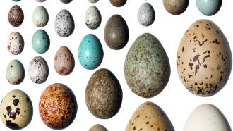 860_bird-eggs.png