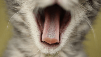 cat tongue
