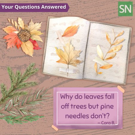 A watercolor illustration on a pinkish-brown wood-grain background. An open book in the center has dried autumn leaves taped to its pages. In the top left corner is a cluster of red, orange and yellow fall leaves around a pinecone. In the bottom left corner are green evergreen branches. A pink note taped to the bottom right asks, “Why do leaves fall off trees but pine needles don’t?” A purple banner in the top left reads “Your Questions Answered,” and a green Science News Exploresd logo sits in the top right.