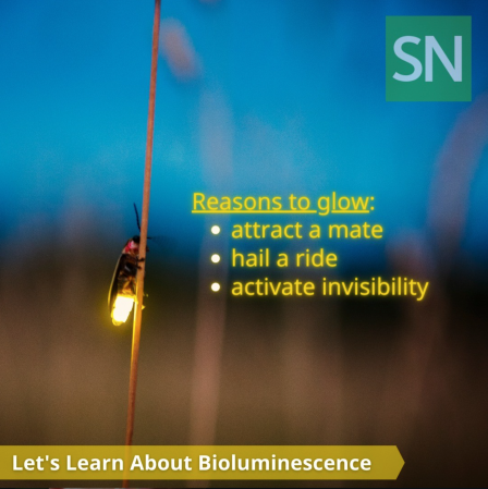 "A firefly clings to a plant stem at dusk, its abdomen glowing bright yellow against a blurred blue and brown background. Beside it text on the image reads 'Reasons to glow: 'attract a mate', 'hail a ride', and 'activate invisibility.' The Science News Explores logo is in the top right corner, with the 'Let's Learn About Bioluminescence' banner across the bottom."