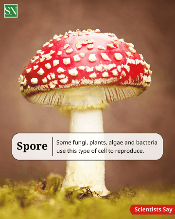 A photo of a red and white spotted mushroom. Text on the image reads: "Spore — Some fungi, plants, algae and bacteria use this type of cell to reproduce." A small banner in the bottom right reads ‘Scientists Say.’ The Science News Explores logo is in the top left.