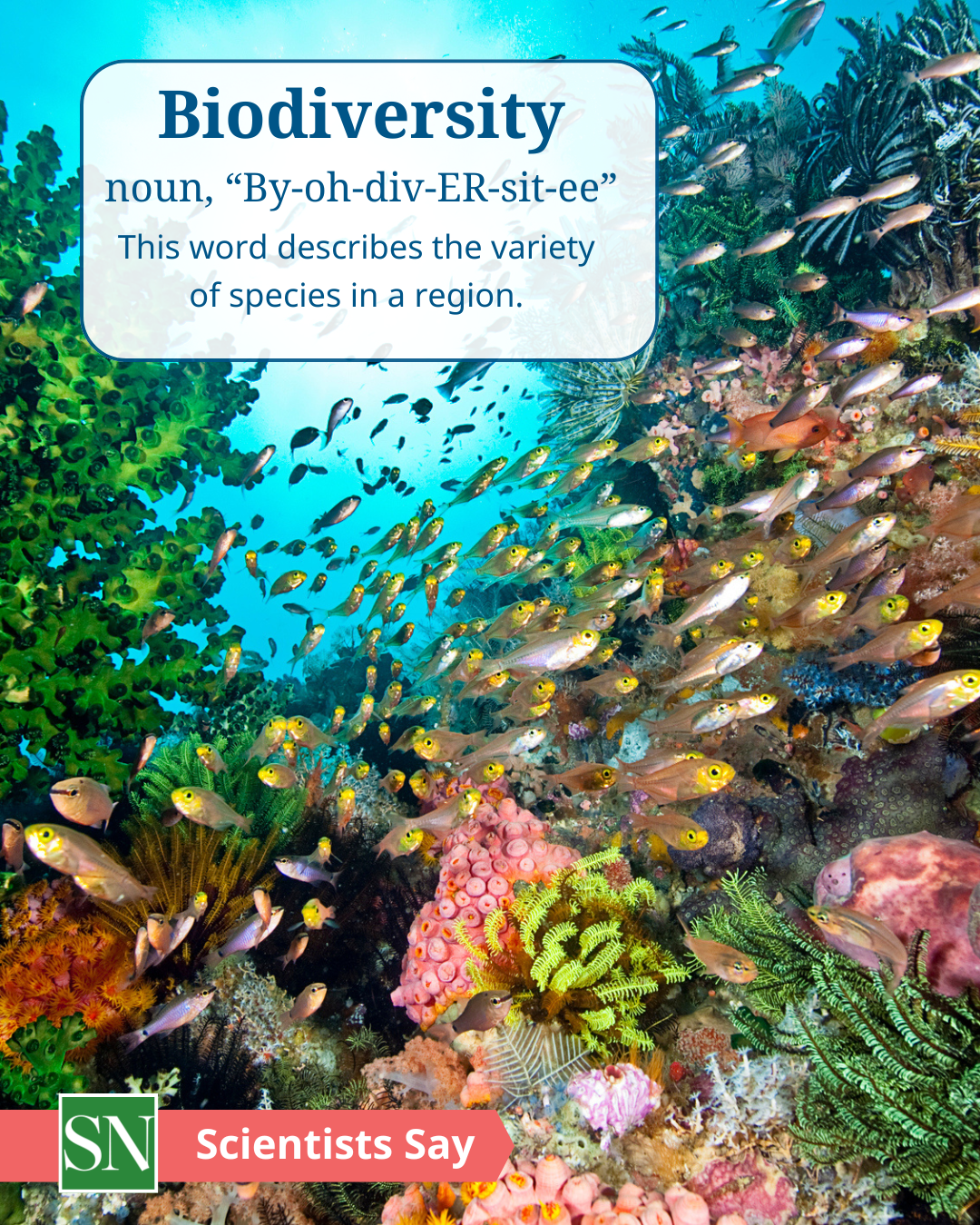 A coral reef filled with a multitude of fish and colorful coral. At the top is a box with the word Biodiversity, followed by the word Noun, the pronunciation of biodiversity (By-oh-div-ER-sit-ee) and the definition (This word describes the variety of species in a region. At the bottom is a box with the letters SN and the label Scientists Say