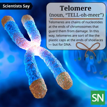 A 3D-rendered X-shaped chromosome in blue and orange. The ends of the chromosome are orange. Text on the image reads "Telomere (noun, pronounced "TELL-oh-meer"): "Telomeres are chains of nucleotides at the ends of chromosomes that guard them from damage. In this way, telomeres are sort of like the plastic caps at the ends of shoelaces — but for DNA."