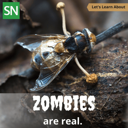 a phopto of a fly with small mushrooms growing out of it. Text on the image reads 'Zombies are real.'
