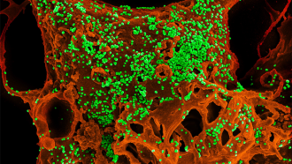 coronvirus micrograph