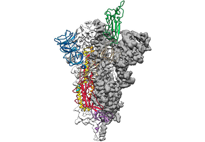 3-D structure COVID-19 coronavirus spike protein