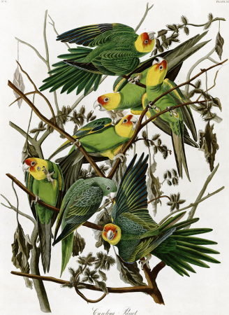 Carolina parakeets