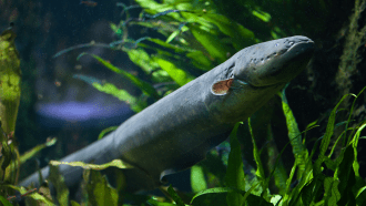 a photo of an electric eel