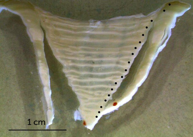 Whale shark vertebrae