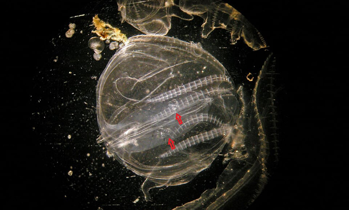 Juvenile comb jellies