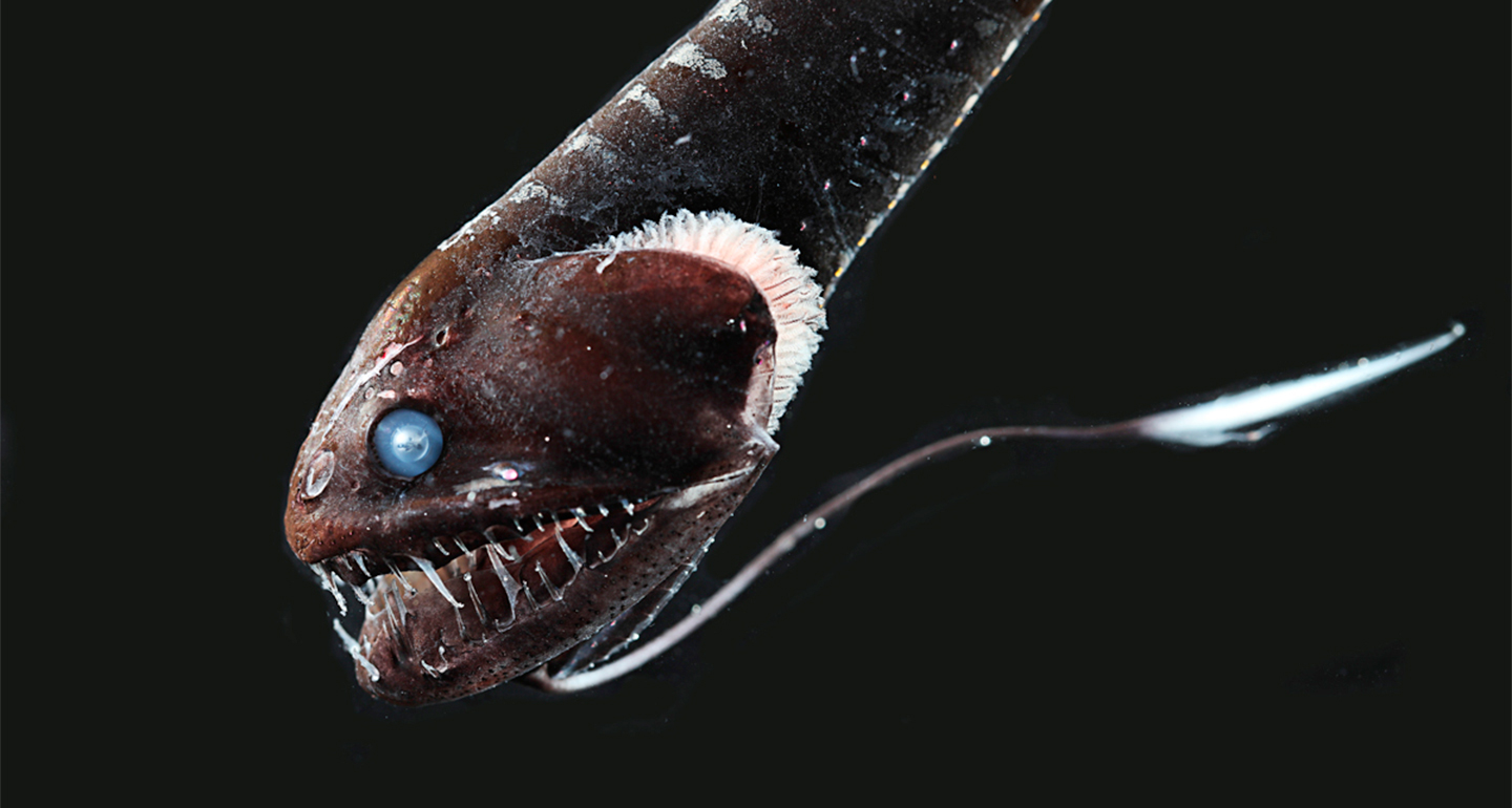 Superblack fish can disappear in the deep sea's darkness