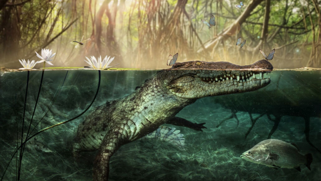 American crocs seem to descend from kin that crossed the Atlantic