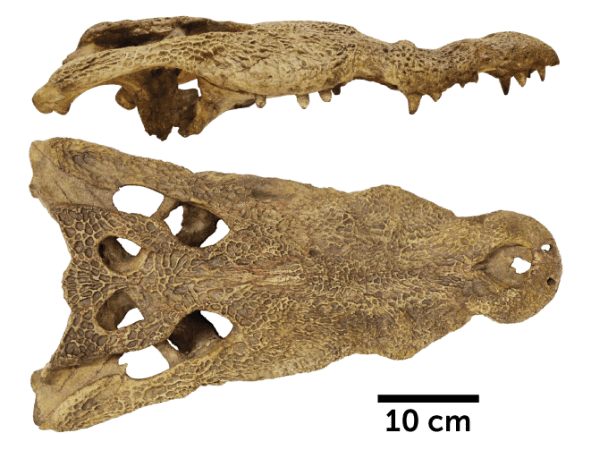ancient African crocodile skull